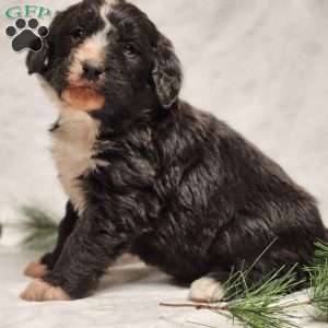 Oliver, Bernedoodle Puppy